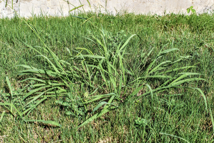 Crabgrass